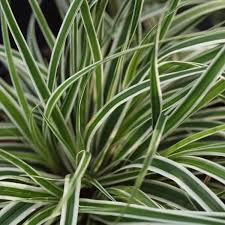 Carex oshimensis kopen Kalmthout